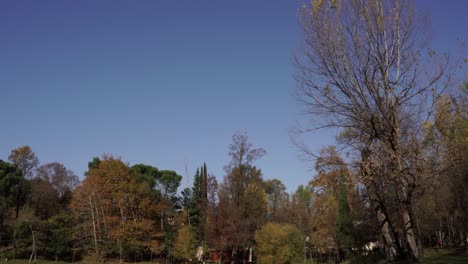 Autumn-colors-on-park-alongside-quiet-lake-with-brown-yellow-leaves-of-trees-on-a-clear-blue-sky,-slow-tilt-descending-view
