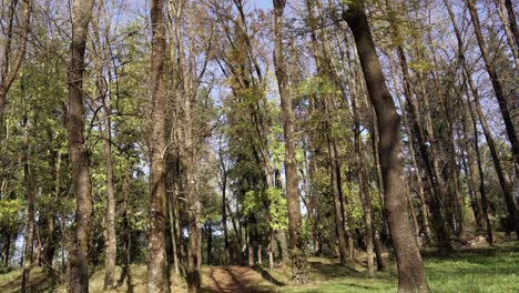 Tranquilo-Parque-De-La-Ciudad-Por-La-Mañana,-Ramas-De-Abedul-De-Otoño-Con-Hojas-Amarillas-Y-Troncos-De-árboles-Marrones,-Tiro-Inclinado-Hacia-Arriba