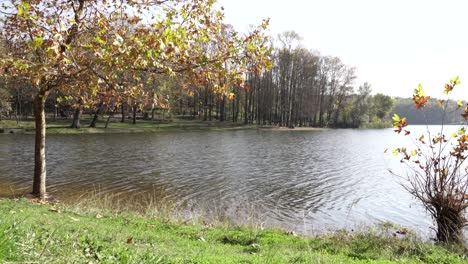 Lake-bay-with-vibrant-water-surface-with-green-grass-and-leafless-trees-around-banks-on-a-cold-autumn-day-with-white-sky
