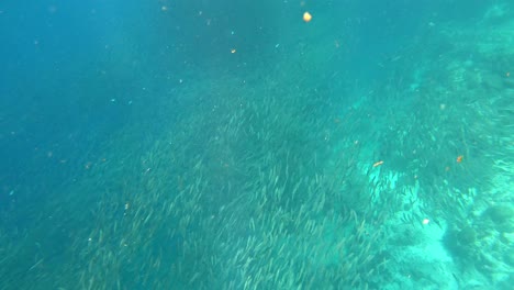 A-huge-shoal-of-sardines-floats-just-above-coral-reef-in-Moalboal,-Philippines