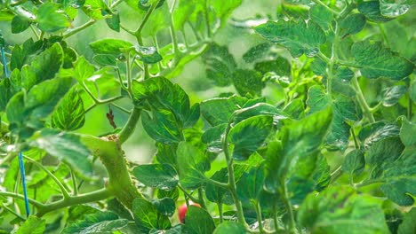 Tomatenpflanzen-Werden-In-Der-Sonne-Gegossen