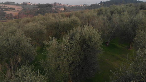 Aerial-shot-on-italian-olive-trees-in-Tuscany