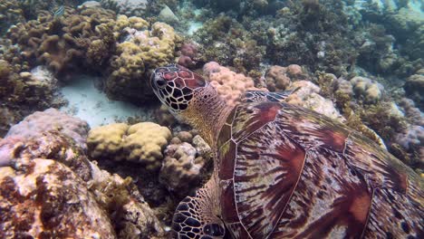 Eine-Grüne-Meeresschildkröte-Schwimmt-über-Einem-Riffboden-Auf-Der-Suche-Nach-Etwas-Essbarem
