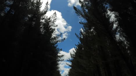 Timelapse-of-clouds-passing-over-blue-sky-in-the-middle-of-a-pine-tree-forest
