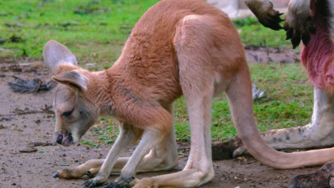Baby-joey-kangaroo-scratching-it's-head-with-leg