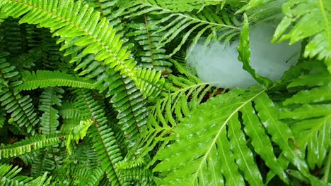 Fog-moving-slowly-through-beautiful-emerald-green-tropical-wet-fern-leaves,-very-surreal-image-perfect-for-calm-meditation-scene-or-for-a-more-dramatic-eerie-transition