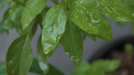Jakarta,-Indonesia-12-December-2019:-Leaves-and-water-dripping