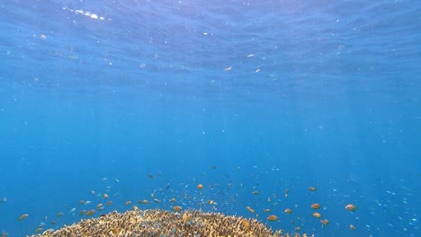 Pequeños-Peces-Nadan-Sobre-Un-Arrecife-De-Coral-En-Un-Agua-De-Mar-Azul