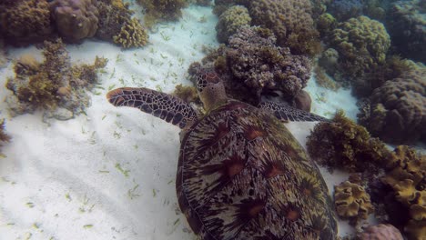 Eine-Grüne-Meeresschildkröte-Versucht,-Auf-Dem-Boden-Eines-Korallenriffs-Etwas-Essbares-Zu-Finden