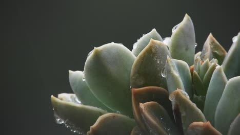 Echeveria-elegans-wet-succulent-with-soft-rain-drops-falling-in-the-background-of-this-plant-on-a-rainy-day
