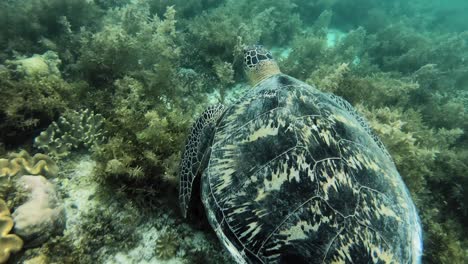 A-green-sea-turtle-swims-over-a-coral-reef-floor-searching-for-food
