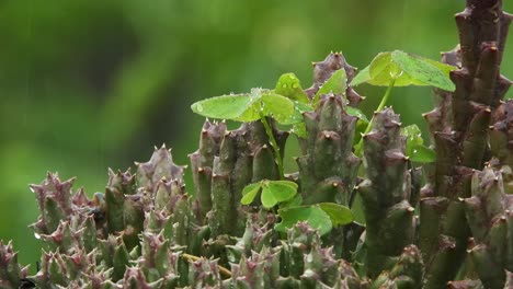 wet-succulent-with-soft-rain-drops-falling-in-the-green-bokeh-background-of-this-plant-on-a-rainy-day