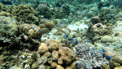 Kleine-Blaue-Fische-Schwimmen-über-Dem-Korallenriff-Auf-Den-Philippinen
