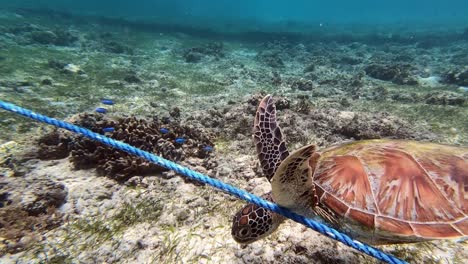 Eine-Grüne-Meeresschildkröte-Schwimmt-Unter-Einem-Blauen-Ankerseil