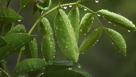 Emerald-green-tree-with-big-leaves-with-water-drops-swaying-and-moving-gently-in-the-rain,-calm-gentle-meditation-mood