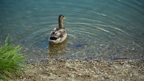 Duck-walking-into-water-and-drinking,-slow-motion