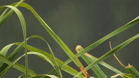 Arecaceae-palm-tree-leaves-swaying-with-background-bokeh-blur-and-falling-rain-drops