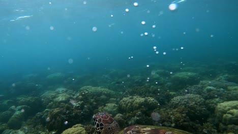 Philippinen---Eine-Wunderschöne-Meeresschildkröte,-Die-Zum-Atmen-An-Die-Oberfläche-Schwimmt---Meereslebewesen---Blaues-Traumland-Unter-Wasser---Nahaufnahme