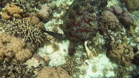Eine-Grüne-Meeresschildkröte-Findet-Etwas-Zu-Essen-Auf-Dem-Korallenriffboden