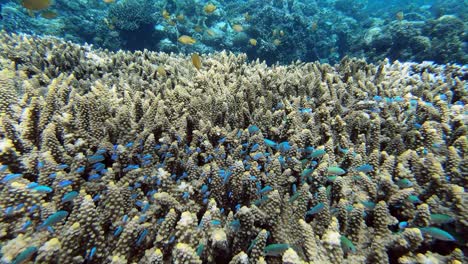 Pequeños-Peces-De-Colores-Nadan-Sobre-Un-Arrecife-De-Coral-En-Filipinas