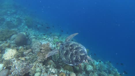 A-green-sea-turtle-swims-slowly-across-the-coral-reef-in-search-for-food
