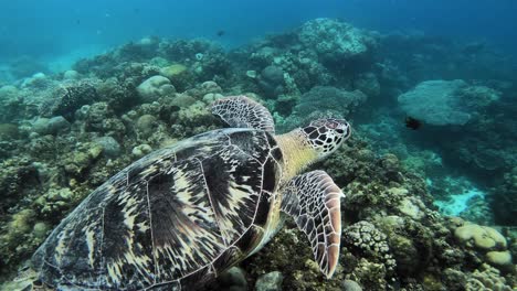 A-Gentle-Sea-Turtle-Flying-Through-The-Beautiful-Clear-Waters-Over-Corals-In-The-Philippines---Marine-Life---Close-Up