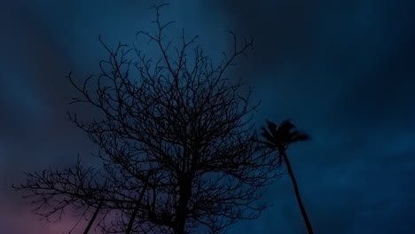 Zeitraffer-In-Afrika,-Ein-Baum-Mit-Sternen-Und-Wolken-Im-Hintergrund