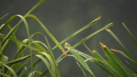 Hojas-De-Palmera-Arecaceae-Balanceándose-Con-Desenfoque-De-Fondo-Y-Gotas-De-Lluvia-Cayendo
