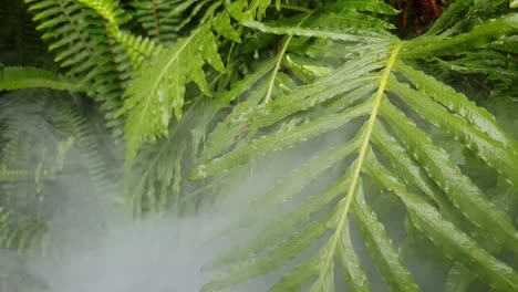 Fog-moving-slowly-through-beautiful-emerald-green-tropical-wet-fern-leaves,-very-surreal-image-perfect-for-calm-meditation-scene-or-for-a-more-dramatic-eerie-transition