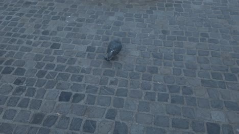 Following-a-pigeons-in-a-public-square