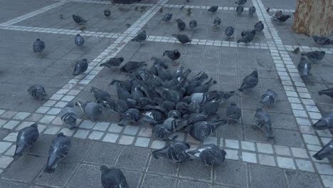 Flock-of-pigeons-taking-flight