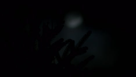 Full-moon-light-in-spruce-branches-at-night,-time-lapse