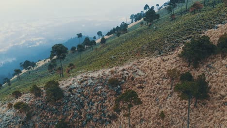 Vuelo-De-Drones-Sobre-La-Hierba-Y-Los-árboles-En-El-Volcán-Ajusco-En-La-Ciudad-De-México,-México