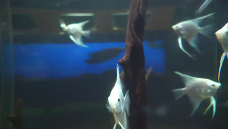 fish-in-aquarium-fish-tank