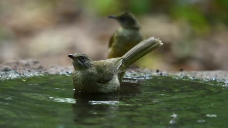 Streaked-eared-Bulbul,-Pycnonotus-conradi,-bathing-and-drinking-water-in-a-birdbath-while-another-bird-waits-for-its-turn-to-bathe-and-then-joins-in-the-fun