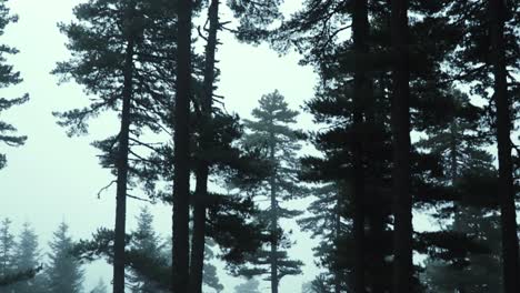 Hohe-Bäume-In-Einem-Wald-Mit-Nebel-Und-Dunst-Im-Herbst