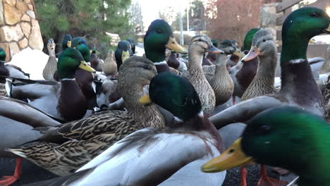 Ducks-gathering-near-a-pond