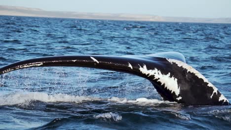 A-Beautiful-Southern-Right-Whale-Lifting-And-Showing-It's-Tail-On-The-Surface-Of-The-Waters-Of-Puerto-PirÃ¡mides,-Patagonia---Slow-Motion