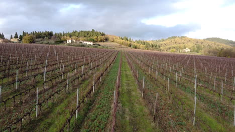 Rows-of-vines-in-Chianti-vineyard-in-winter,-aerial-drone-shot