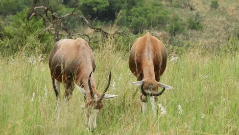 Bontebok-antelope-pair-grazing-in-tall-grass-in-a-south-african-field,-beautiful-wild-life-of-africa