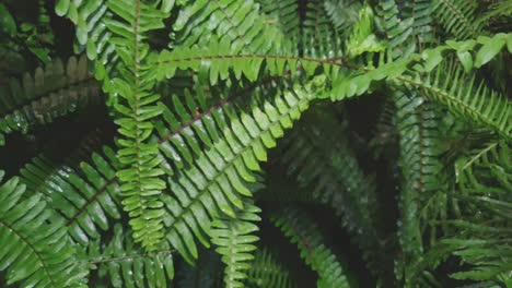 Beautiful-big-green-healthy-forest-fern-growing-under-shade-transplanted-in-garden,-slow-moving-pan-across-the-leaves