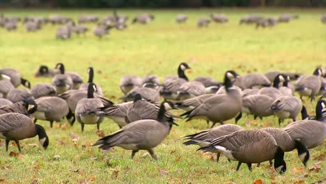 SEVERAL-CANADIAN-GEESE-MIGRATORY-BIRDS-GRAZING