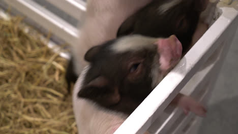 Süßes-Babyschwein-Auf-Dem-Bauernhof