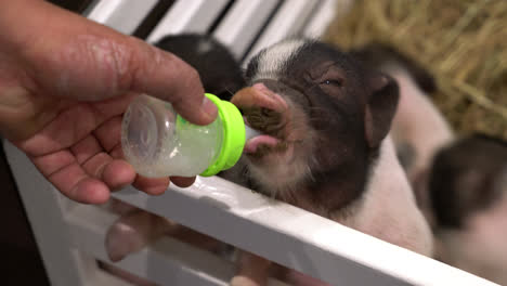 Füttern-Von-Babyschweinen-Auf-Einem-Bauernhof