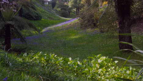 Langsames-Schwenken-Aus-Einem-Ruhigen-Mysteriösen-Wilden-Garten-In-Cornwall-Mit-Blauen-Frühlingsglocken-An-Einem-Hellen-Sonnigen-Tag