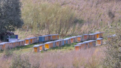 A-short-panning-of-three-rows-of-hives