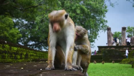 Pair-of-monkeys-at-ancient-ruins-in-Sri-Lanka