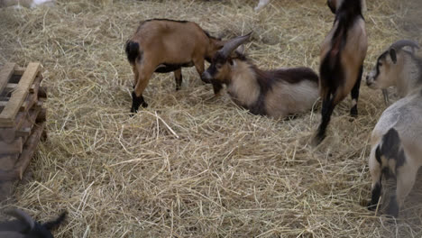 cute-Goat-in-a--farm