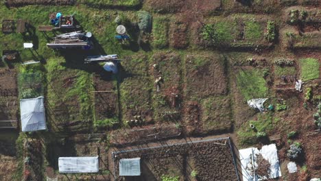 Urban-garden-allotment,-aerial-view-of-community-garden-with-small-lots-in-city-area,-organic-food-production