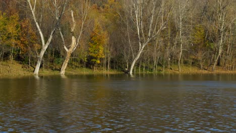 Getrocknete-Bäume-Mit-Blattlosen-Ästen-Am-Ufer-Eines-Ruhigen-Sees-Mit-Ruhigem-Wasser,-In-Dem-Wildenten-Schwimmen